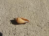 <img200*0:stuff/z/4731/Lin%2527s%2520Seashell%2520Stock%2520I/lin-seashellstock-0025.jpg>