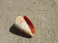 <img200*0:stuff/z/4731/Lin%2527s%2520Seashell%2520Stock%2520I/lin-seashellstock-0026.jpg>