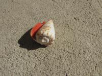 <img200*0:stuff/z/4731/Lin%2527s%2520Seashell%2520Stock%2520I/lin-seashellstock-0027.jpg>