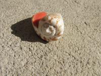 <img200*0:stuff/z/4731/Lin%2527s%2520Seashell%2520Stock%2520I/lin-seashellstock-0028.jpg>