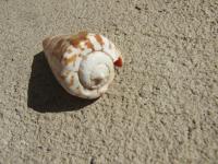 <img200*0:stuff/z/4731/Lin%2527s%2520Seashell%2520Stock%2520I/lin-seashellstock-0029.jpg>