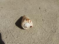 <img200*0:stuff/z/4731/Lin%2527s%2520Seashell%2520Stock%2520I/lin-seashellstock-0030.jpg>
