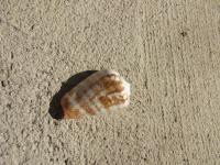 <img200*0:stuff/z/4731/Lin%2527s%2520Seashell%2520Stock%2520I/lin-seashellstock-0031.jpg>
