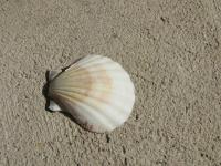 <img200*0:stuff/z/4731/Lin%2527s%2520Seashell%2520Stock%2520I/lin-seashellstock-0032.jpg>