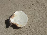 <img200*0:stuff/z/4731/Lin%2527s%2520Seashell%2520Stock%2520I/lin-seashellstock-0033.jpg>