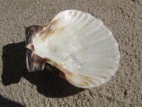<img200*0:stuff/z/4731/Lin%2527s%2520Seashell%2520Stock%2520I/lin-seashellstock-0034.jpg>