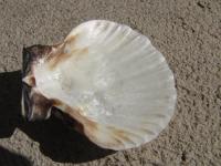 <img200*0:stuff/z/4731/Lin%2527s%2520Seashell%2520Stock%2520I/lin-seashellstock-0035.jpg>