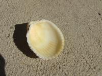 <img200*0:stuff/z/4731/Lin%2527s%2520Seashell%2520Stock%2520I/lin-seashellstock-0036.jpg>