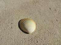<img200*0:stuff/z/4731/Lin%2527s%2520Seashell%2520Stock%2520I/lin-seashellstock-0037.jpg>