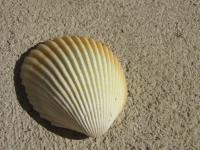 <img200*0:stuff/z/4731/Lin%2527s%2520Seashell%2520Stock%2520I/lin-seashellstock-0038.jpg>