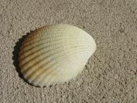<img200*0:stuff/z/4731/Lin%2527s%2520Seashell%2520Stock%2520I/lin-seashellstock-0039.jpg>