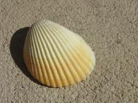 <img200*0:stuff/z/4731/Lin%2527s%2520Seashell%2520Stock%2520I/lin-seashellstock-0040.jpg>