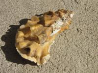 <img200*0:stuff/z/4731/Lin%2527s%2520Seashell%2520Stock%2520I/lin-seashellstock-0041.jpg>