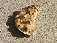 <img200*0:stuff/z/4731/Lin%2527s%2520Seashell%2520Stock%2520I/lin-seashellstock-0042.jpg>