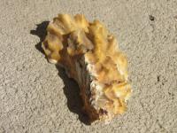 <img200*0:stuff/z/4731/Lin%2527s%2520Seashell%2520Stock%2520I/lin-seashellstock-0043.jpg>