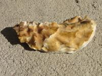 <img200*0:stuff/z/4731/Lin%2527s%2520Seashell%2520Stock%2520I/lin-seashellstock-0044.jpg>