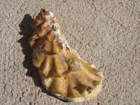 <img200*0:stuff/z/4731/Lin%2527s%2520Seashell%2520Stock%2520I/lin-seashellstock-0045.jpg>
