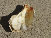 <img200*0:stuff/z/4731/Lin%2527s%2520Seashell%2520Stock%2520I/lin-seashellstock-0046.jpg>