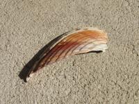 <img200*0:stuff/z/4731/Lin%2527s%2520Seashell%2520Stock%2520I/lin-seashellstock-0047.jpg>