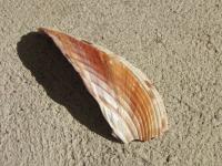 <img200*0:stuff/z/4731/Lin%2527s%2520Seashell%2520Stock%2520I/lin-seashellstock-0048.jpg>