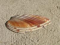 <img200*0:stuff/z/4731/Lin%2527s%2520Seashell%2520Stock%2520I/lin-seashellstock-0049.jpg>