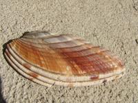 <img200*0:stuff/z/4731/Lin%2527s%2520Seashell%2520Stock%2520I/lin-seashellstock-0050.jpg>