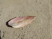 <img200*0:stuff/z/4731/Lin%2527s%2520Seashell%2520Stock%2520I/lin-seashellstock-0051.jpg>