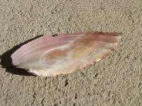 <img200*0:stuff/z/4731/Lin%2527s%2520Seashell%2520Stock%2520I/lin-seashellstock-0052.jpg>