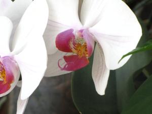<img300*0:stuff/z/4731/Orchid220710/IMG_0698.JPG>