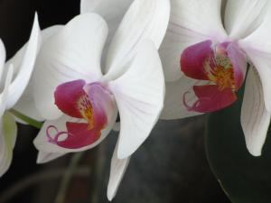 <img300*0:stuff/z/4731/Orchid220710/IMG_0699.JPG>