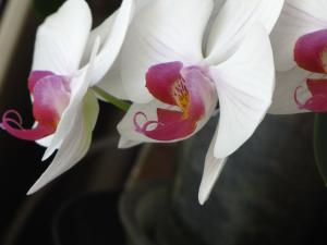 <img300*0:stuff/z/4731/Orchid220710/IMG_0700.JPG>
