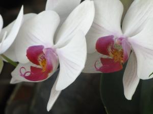 <img300*0:stuff/z/4731/Orchid220710/IMG_0701.JPG>