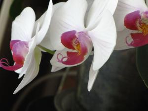 <img300*0:stuff/z/4731/Orchid220710/IMG_0702.JPG>