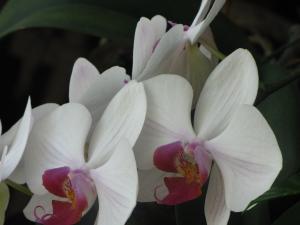 <img300*0:stuff/z/4731/Orchid220710/IMG_0703.JPG>