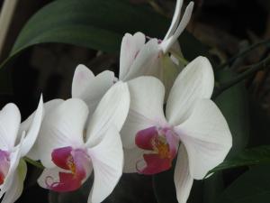 <img300*0:stuff/z/4731/Orchid220710/IMG_0704.JPG>