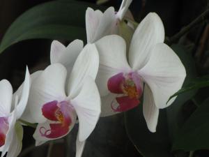 <img300*0:stuff/z/4731/Orchid220710/IMG_0705.JPG>