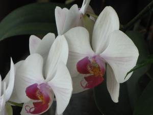 <img300*0:stuff/z/4731/Orchid220710/IMG_0706.JPG>