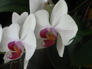 <img300*0:stuff/z/4731/Orchid220710/IMG_0707.JPG>