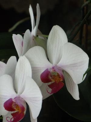 <img300*0:stuff/z/4731/Orchid220710/IMG_0708.JPG>