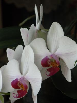 <img300*0:stuff/z/4731/Orchid220710/IMG_0709.JPG>