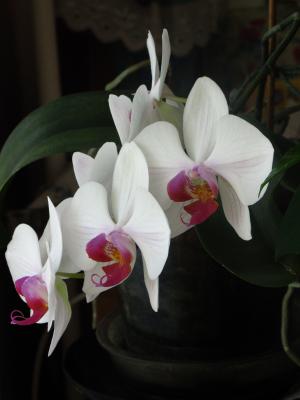 <img300*0:stuff/z/4731/Orchid220710/IMG_0710.JPG>