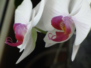 <img300*0:stuff/z/4731/Orchid220710/IMG_0711.JPG>