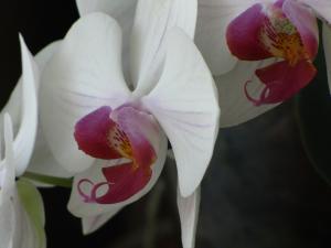 <img300*0:stuff/z/4731/Orchid220710/IMG_0712.JPG>