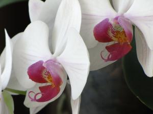 <img300*0:stuff/z/4731/Orchid220710/IMG_0713.JPG>