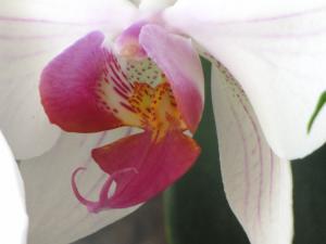 <img300*0:stuff/z/4731/Orchid220710/IMG_0714.JPG>