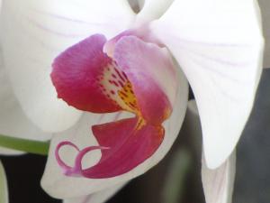 <img300*0:stuff/z/4731/Orchid220710/IMG_0715.JPG>