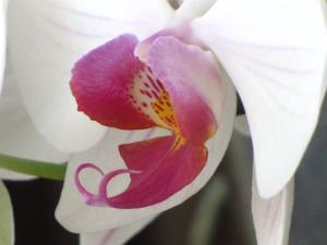 <img300*0:stuff/z/4731/Orchid220710/IMG_0716.JPG>