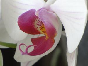 <img300*0:stuff/z/4731/Orchid220710/IMG_0717.JPG>
