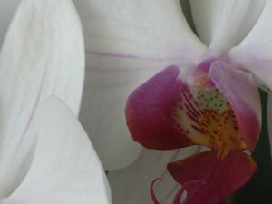 <img300*0:stuff/z/4731/Orchid220710/IMG_0718.JPG>