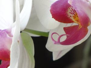<img300*0:stuff/z/4731/Orchid220710/IMG_0719.JPG>